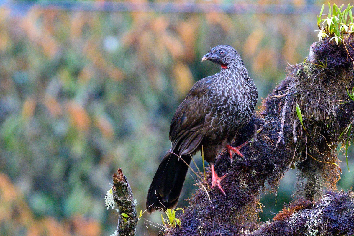 Andean Guan - Julie Cortez