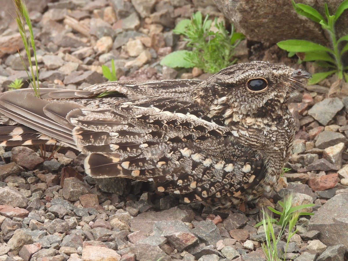 Scissor-tailed Nightjar - ML625136047