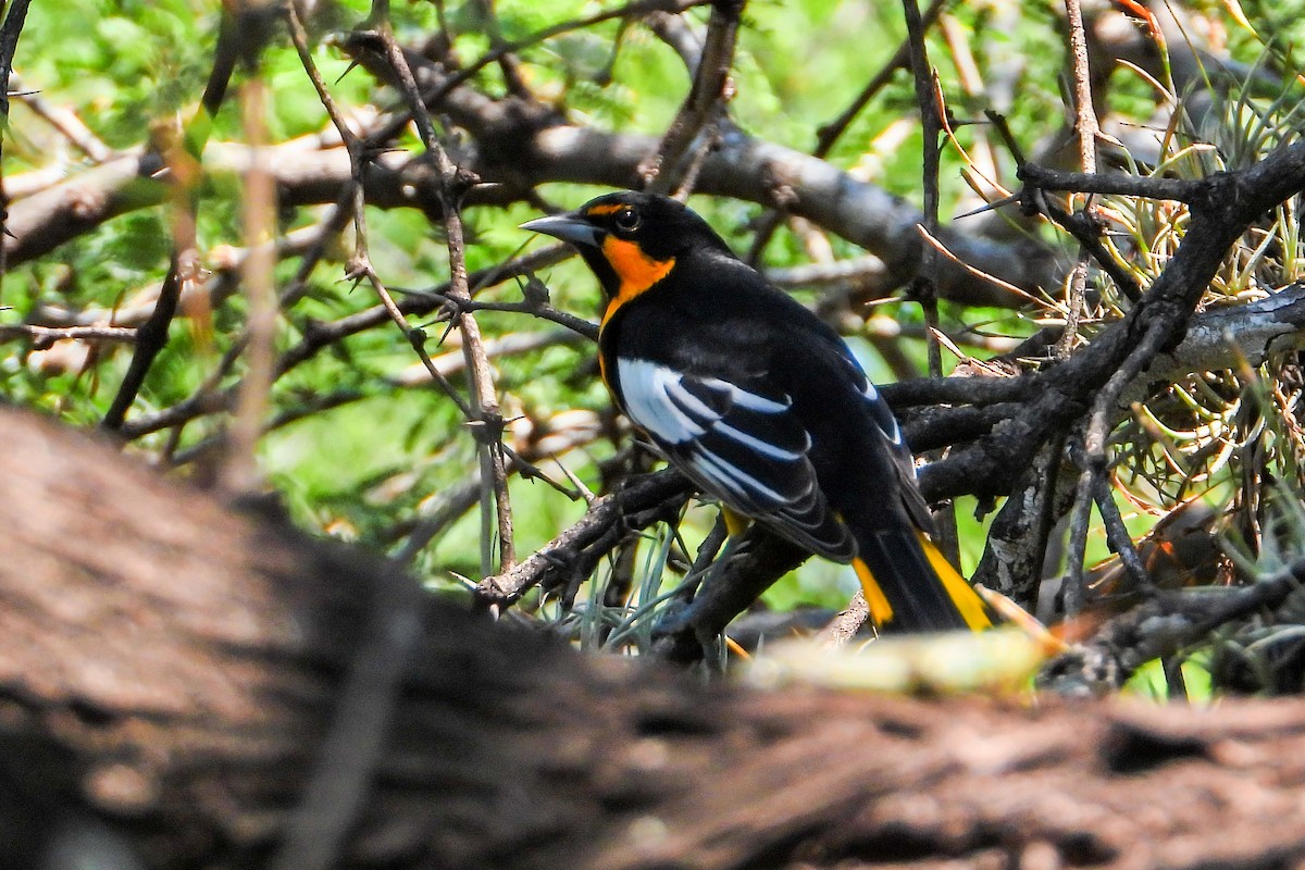 Black-backed Oriole - Alvaro Rojas 𝙌𝙧𝙤. 𝘽𝙞𝙧𝙙𝙞𝙣𝙜 𝙏𝙤𝙪𝙧𝙨