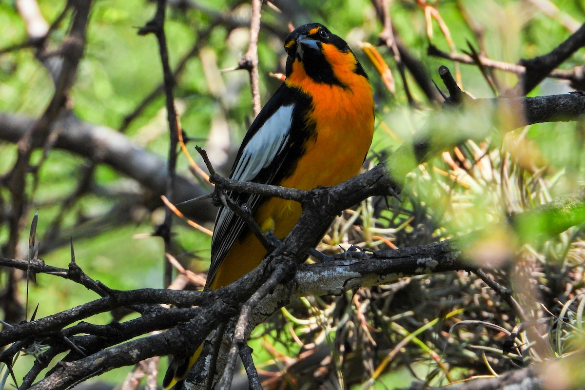 Black-backed Oriole - ML625136058