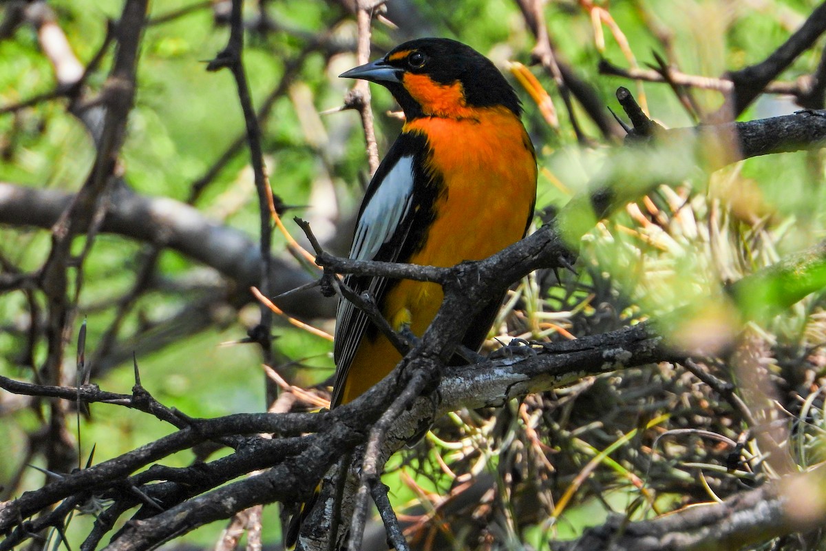 Black-backed Oriole - ML625136059