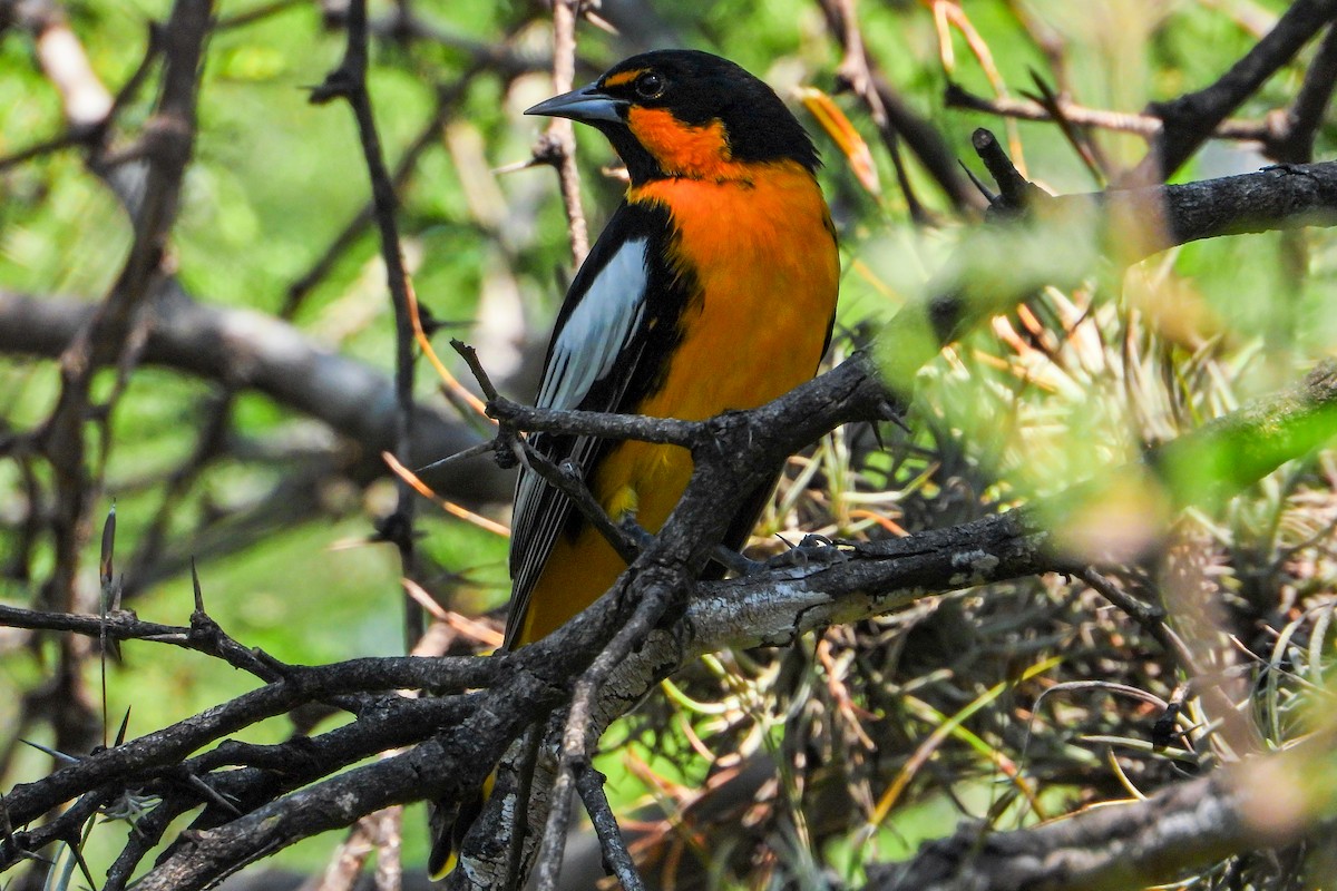 Black-backed Oriole - ML625136062