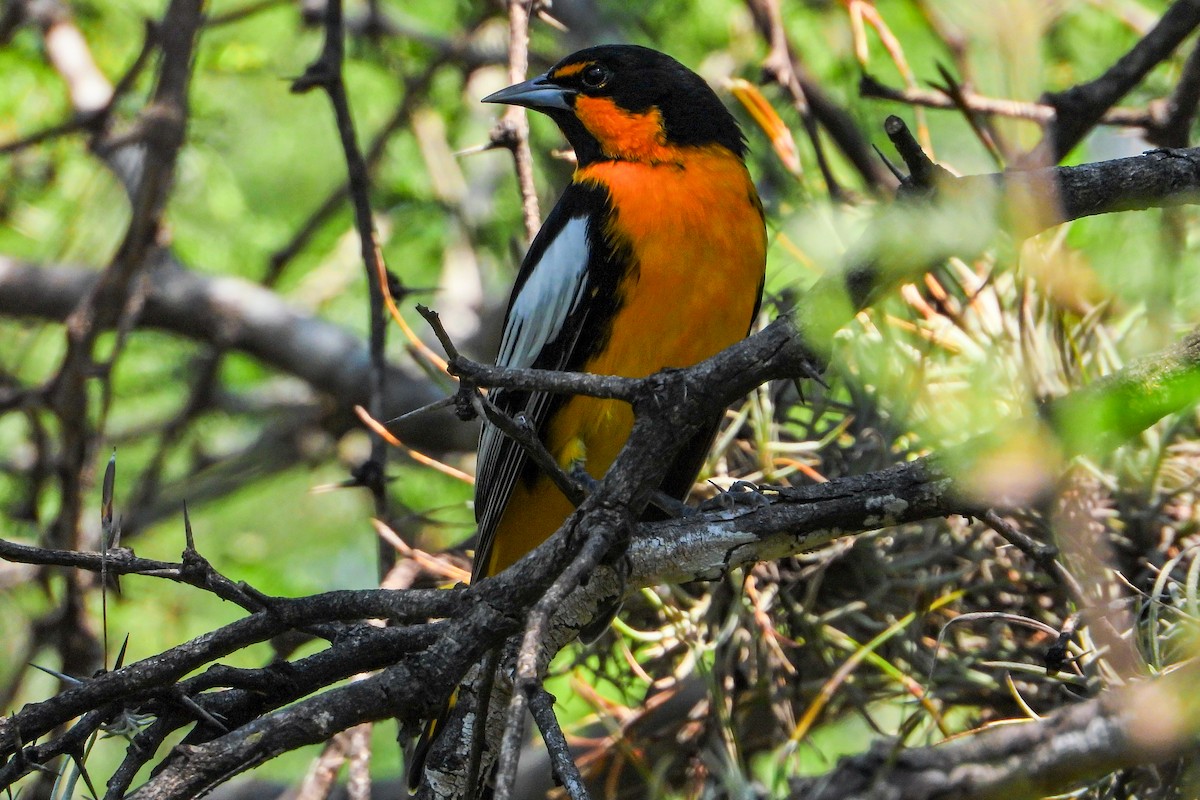 Black-backed Oriole - ML625136065