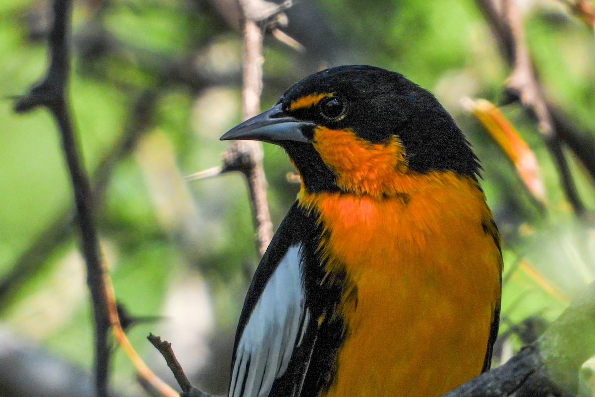 Black-backed Oriole - ML625136066