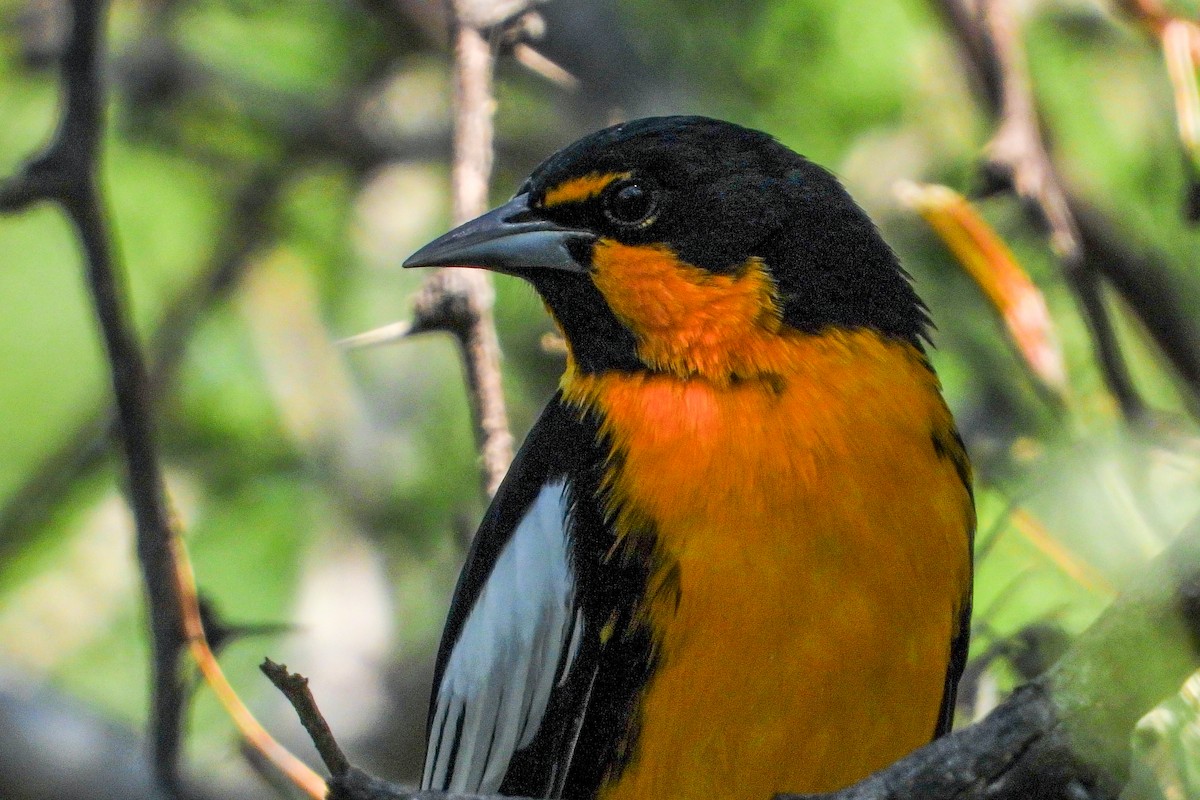 Black-backed Oriole - ML625136067