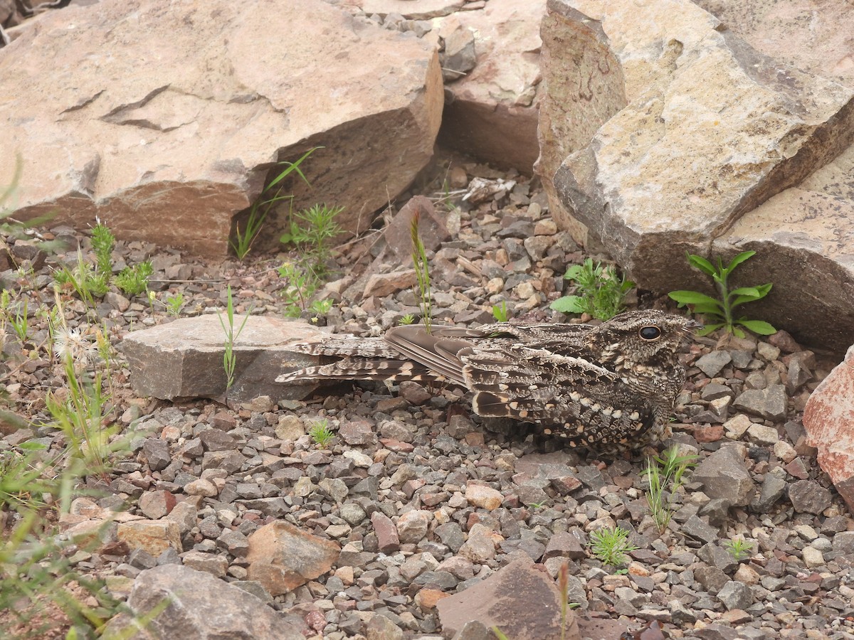 Scissor-tailed Nightjar - ML625136071