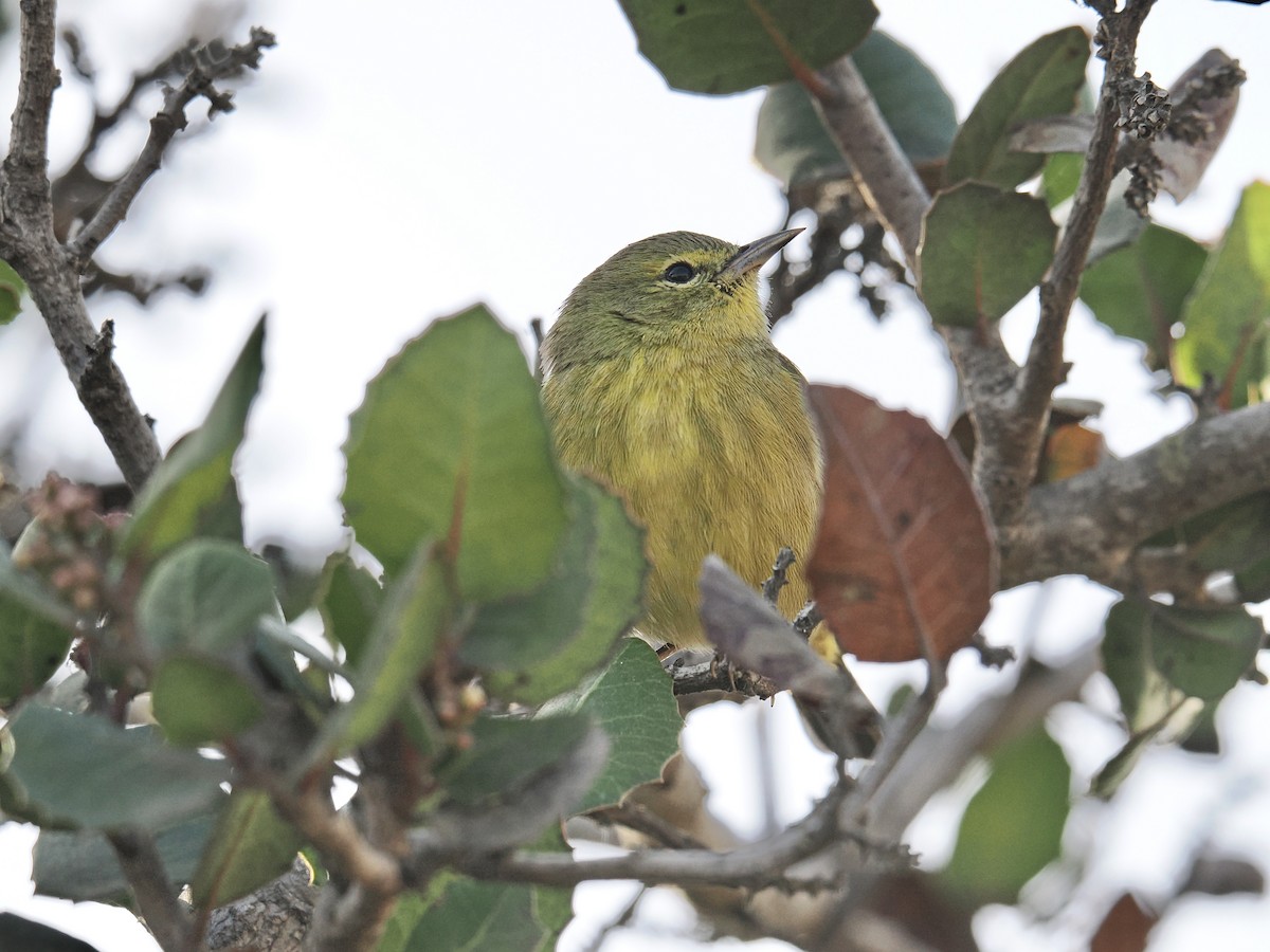 Orange-crowned Warbler - ML625136176