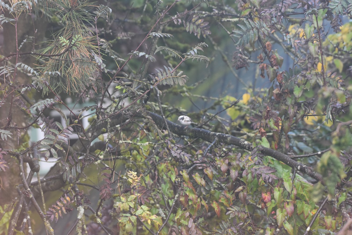 strnadec zimní [skupina oreganus] - ML625136234