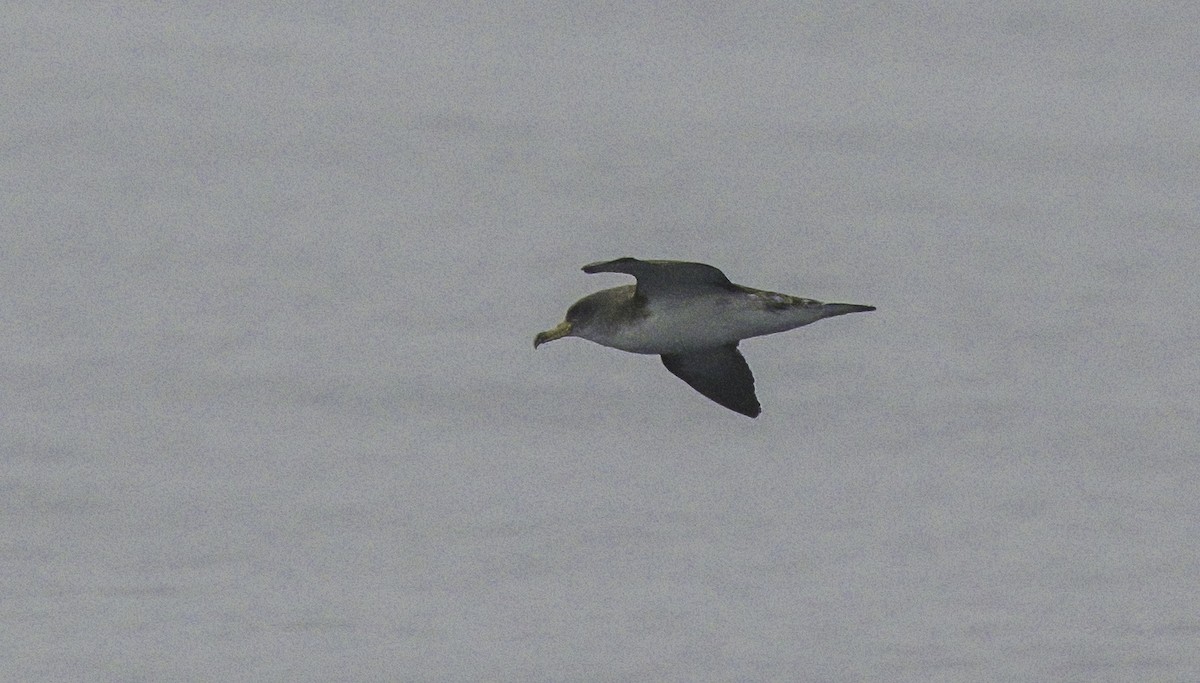 Puffin cendré ou P. de Scopoli - ML625136244