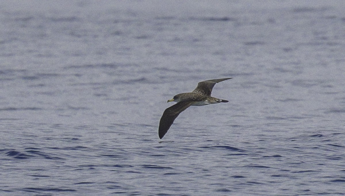 Puffin cendré ou P. de Scopoli - ML625136259