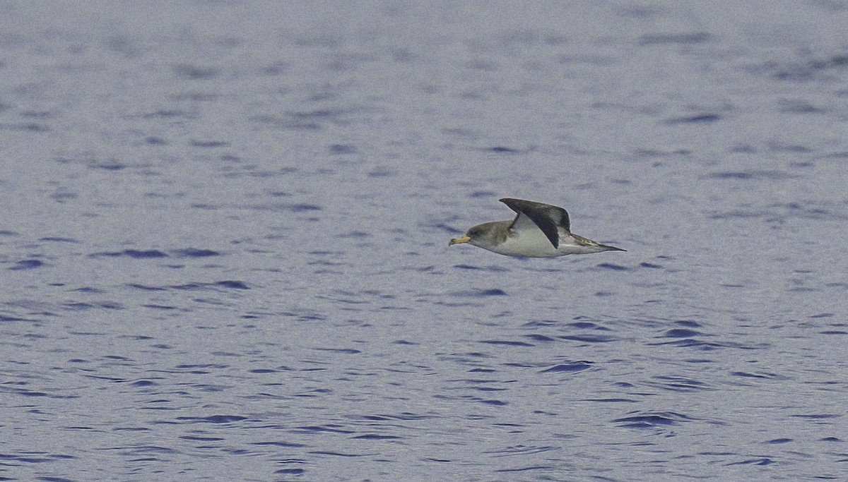 Puffin cendré ou P. de Scopoli - ML625136260