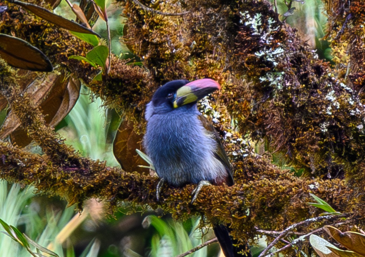 Gray-breasted Mountain-Toucan - ML625136394