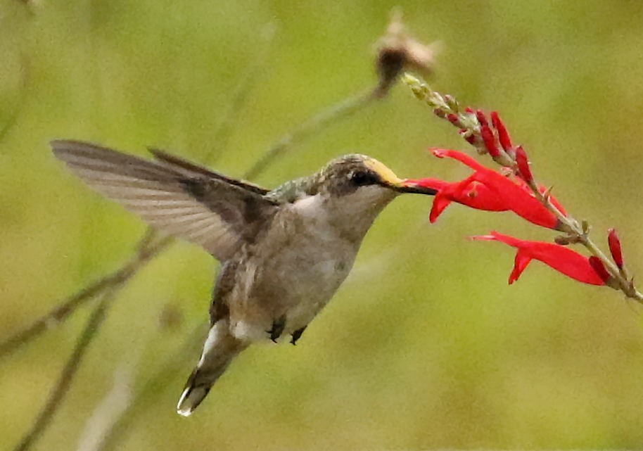 Colibrí Gorjirrubí - ML625136499