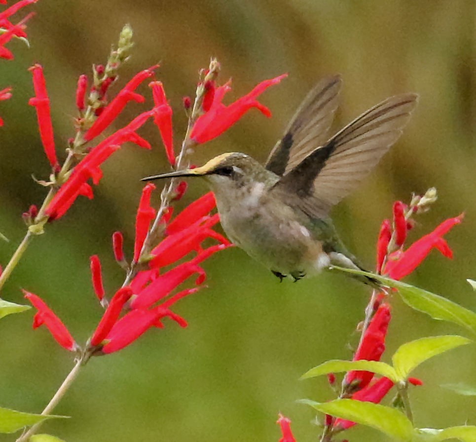 Colibrí Gorjirrubí - ML625136524