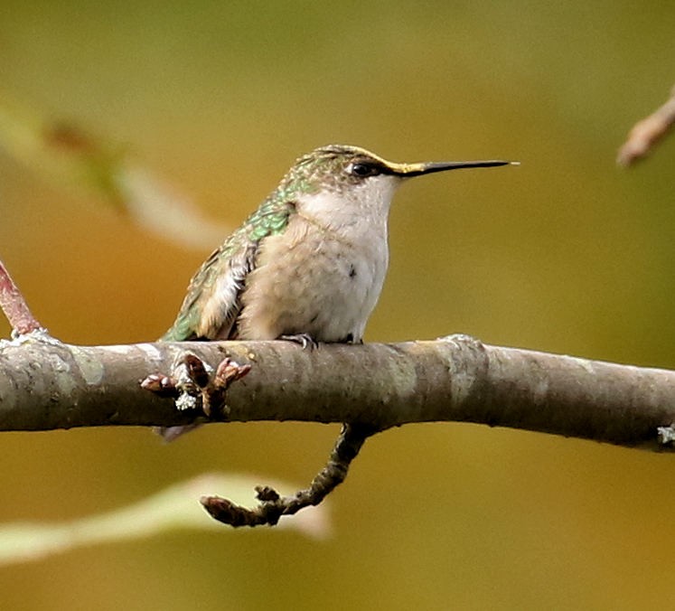 Colibrí Gorjirrubí - ML625136554