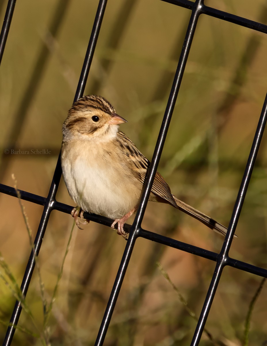 Clay-colored Sparrow - ML625136590