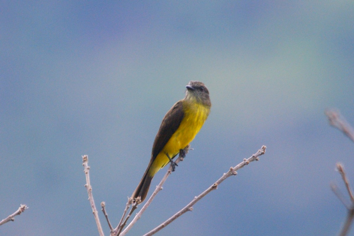 Dusky-chested Flycatcher - ML625136786