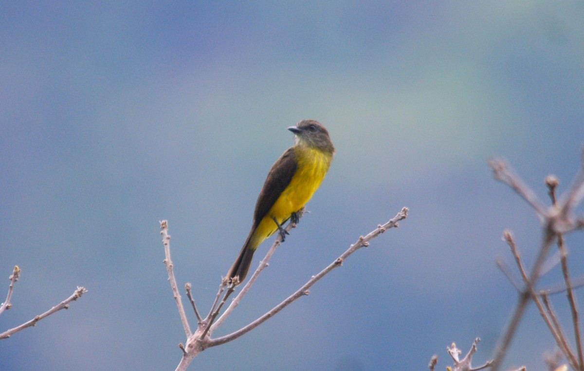 Dusky-chested Flycatcher - ML625136788