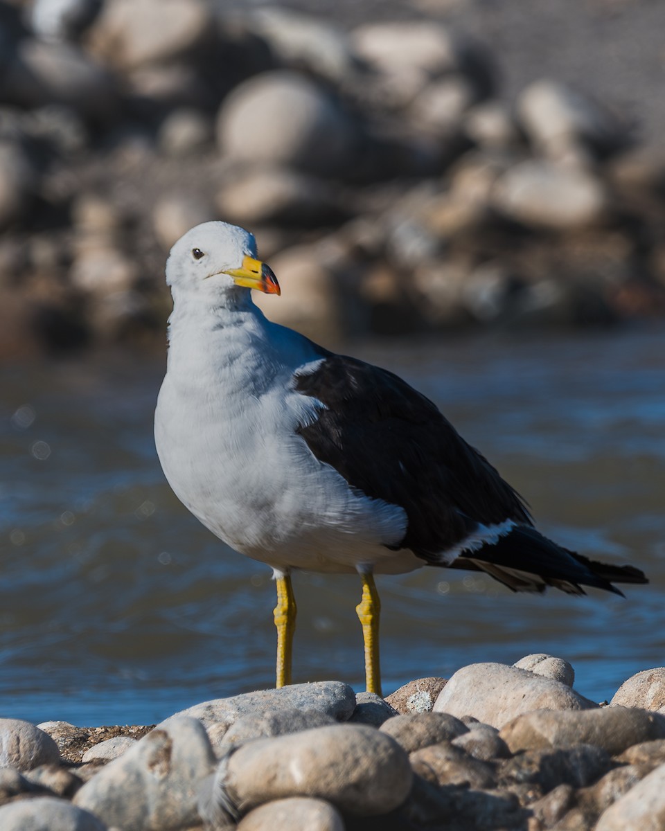 Belcher's Gull - ML625136817