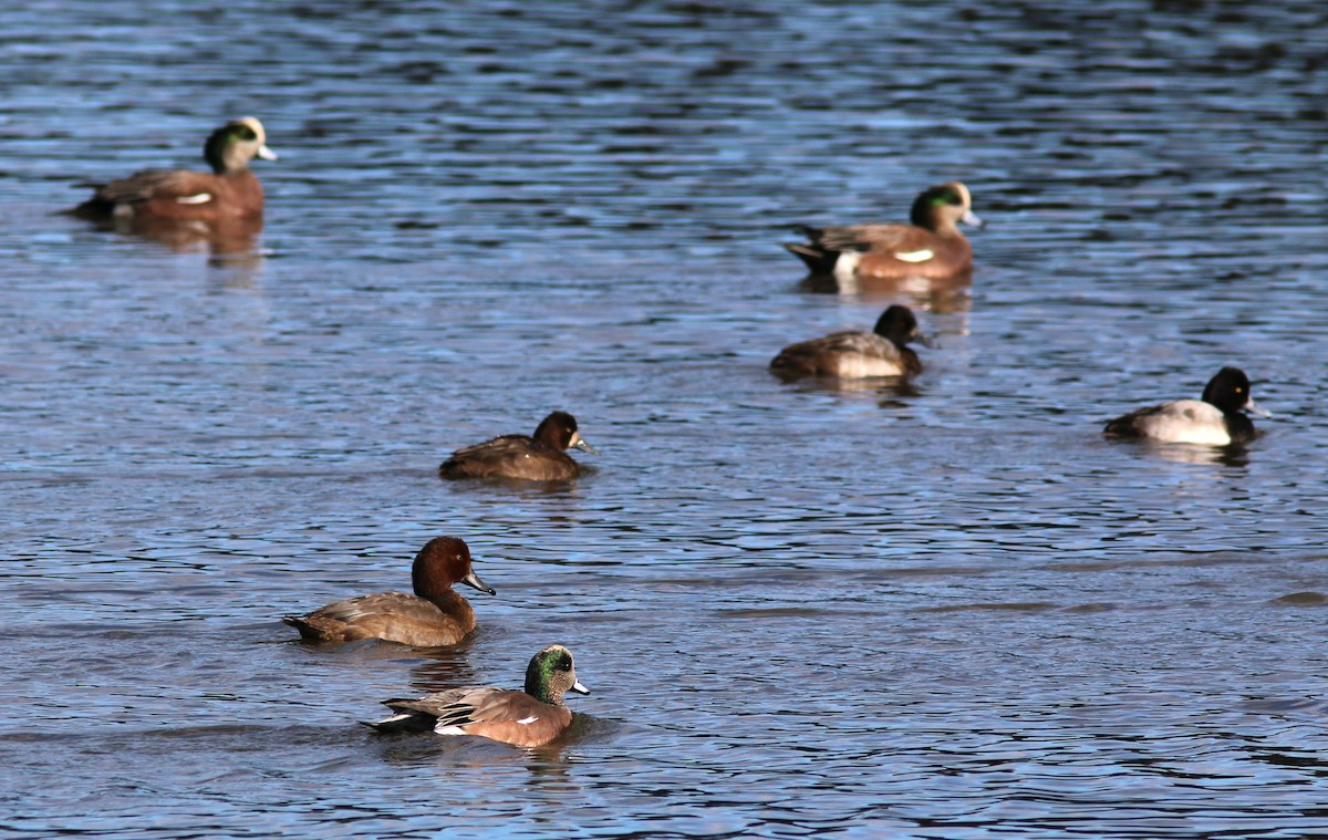 Lesser Scaup - ML625136828