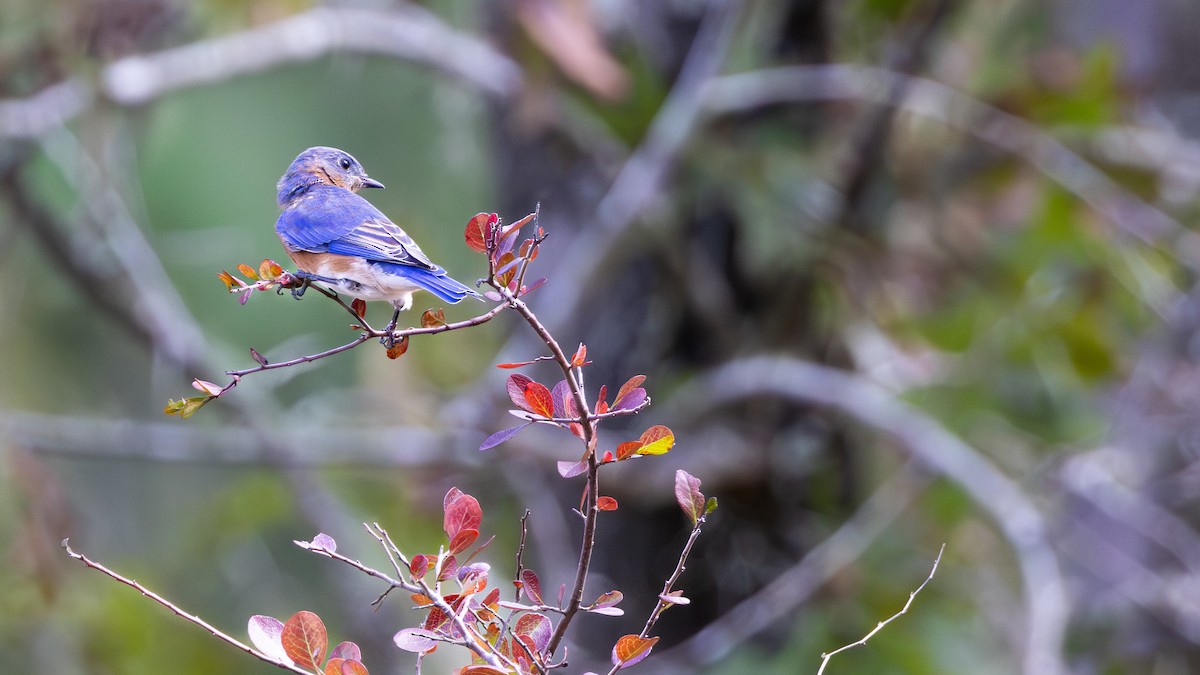 Eastern Bluebird - ML625136950
