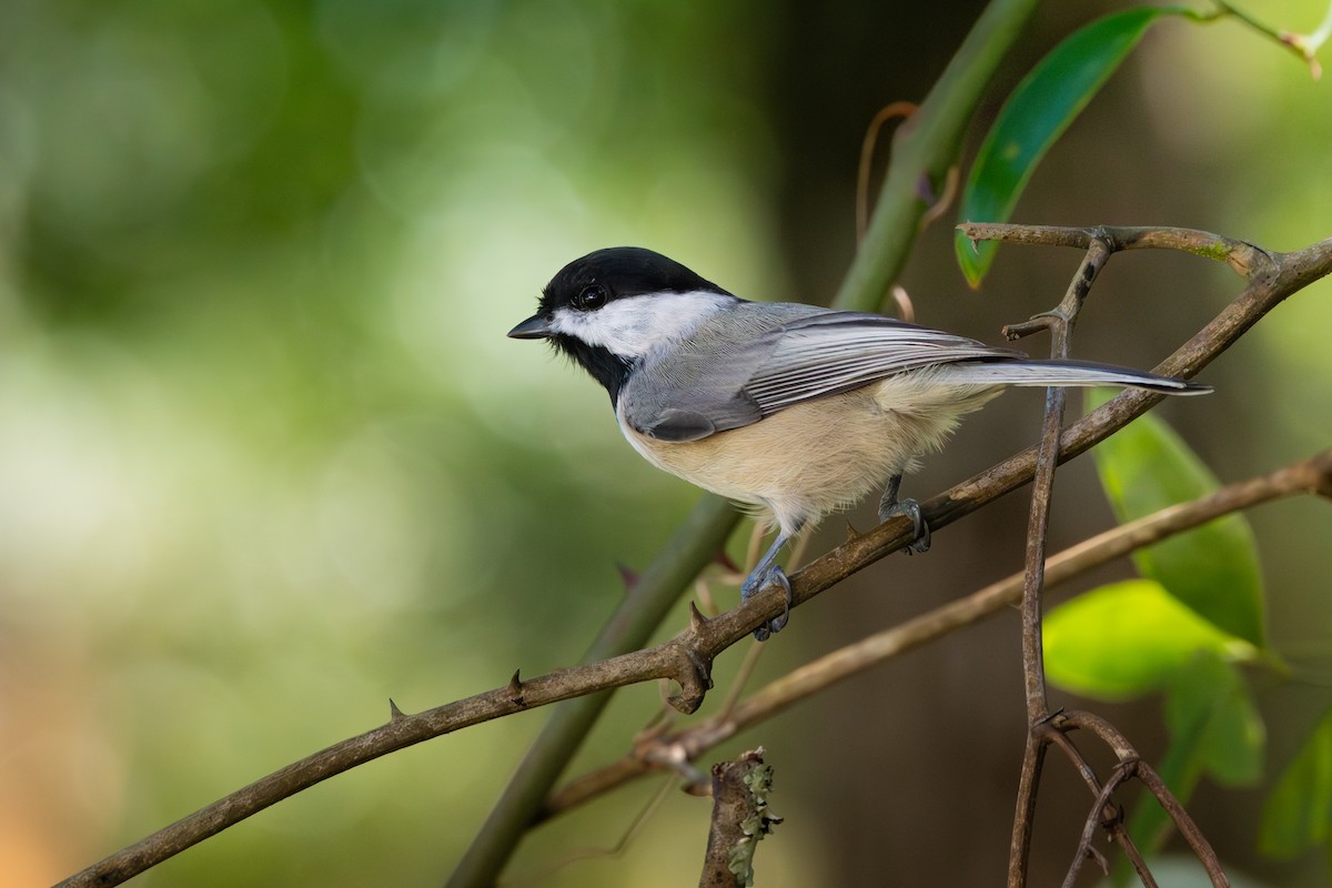 Carolina Chickadee - ML625136957