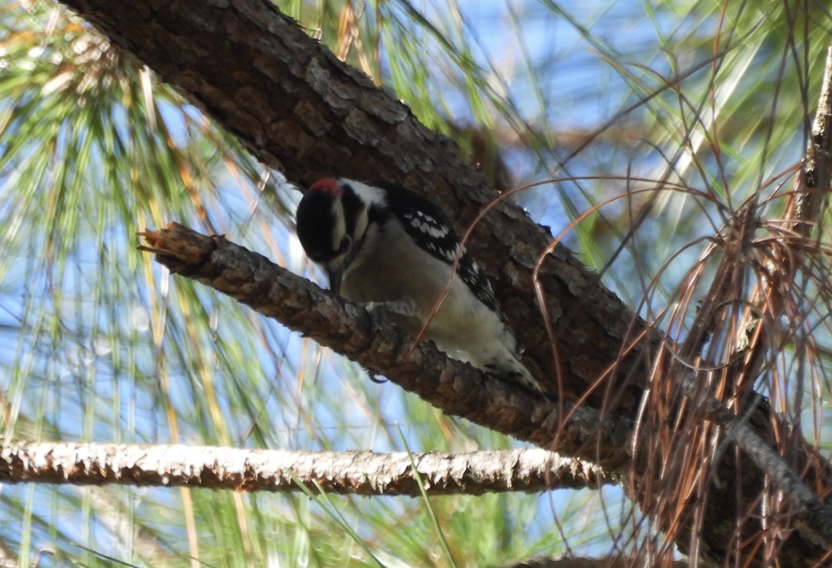 Downy Woodpecker - ML625136959