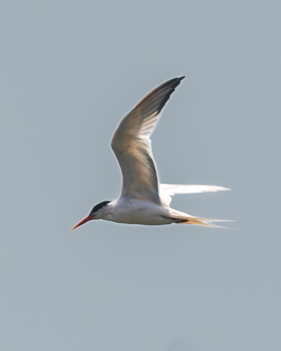 South American Tern - ML625137066