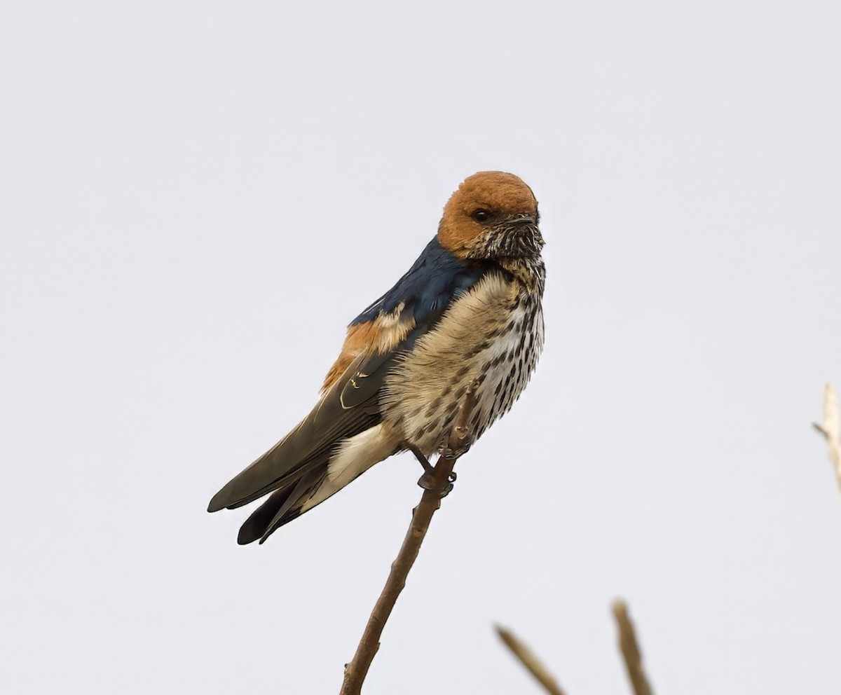 Lesser Striped Swallow - ML625137268