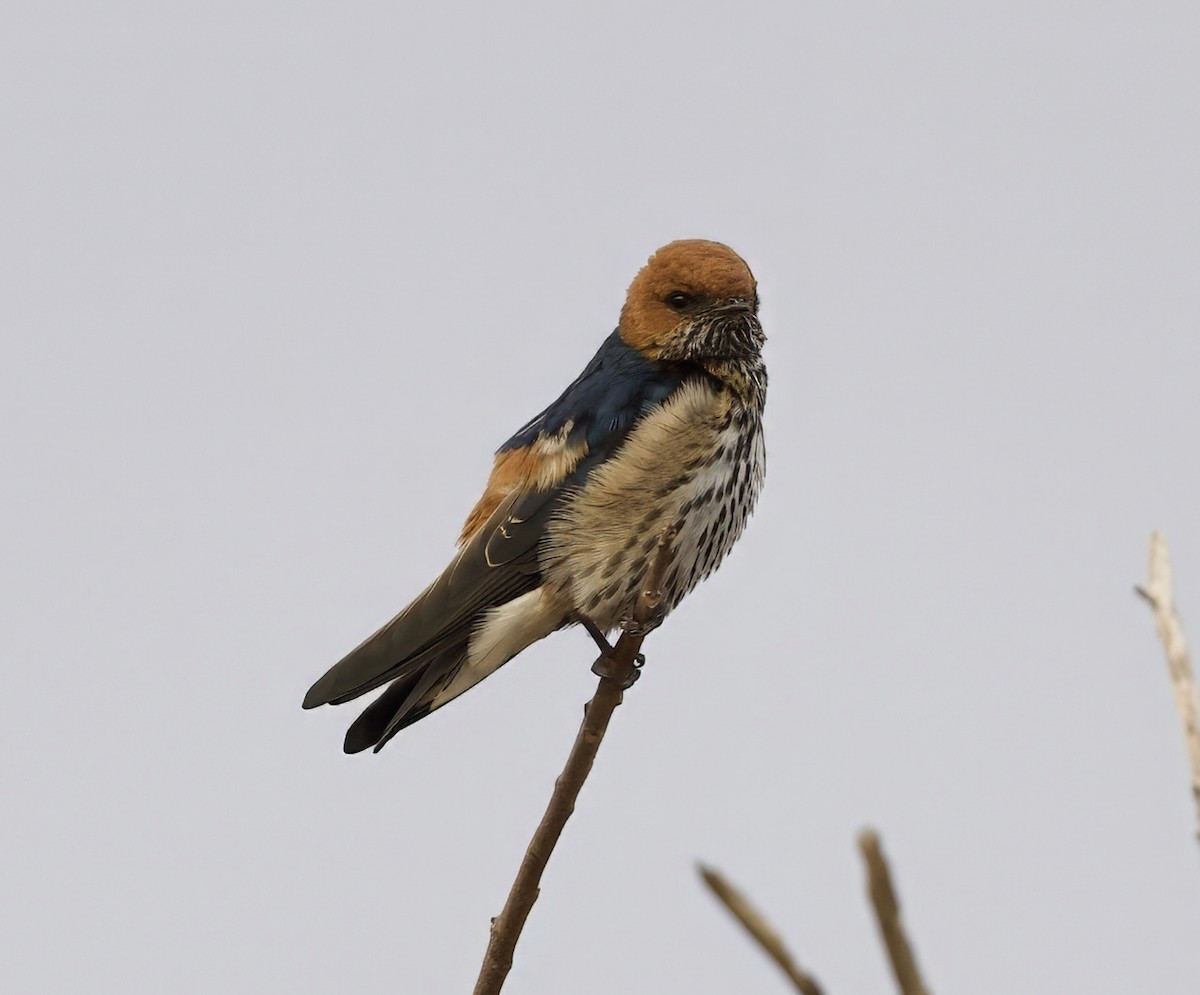 Lesser Striped Swallow - ML625137269