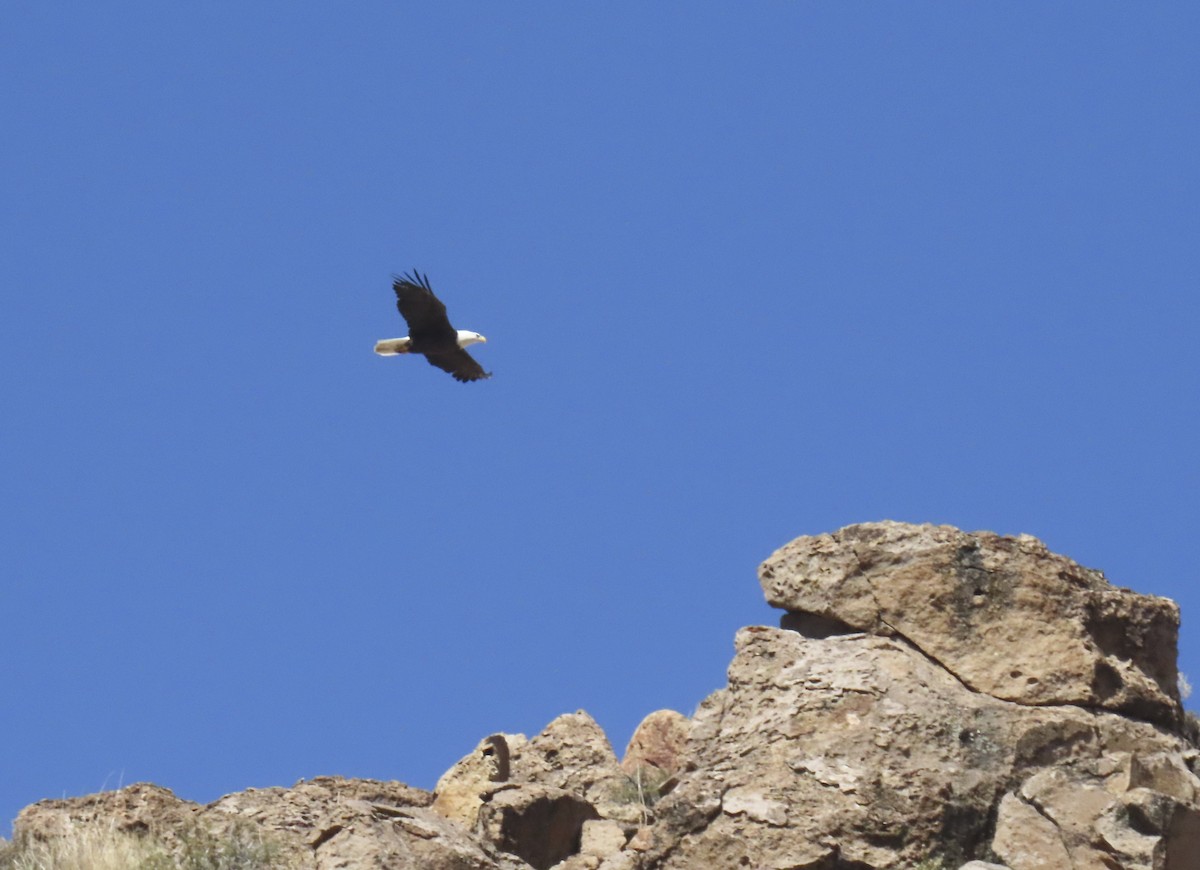 Bald Eagle - ML625137280