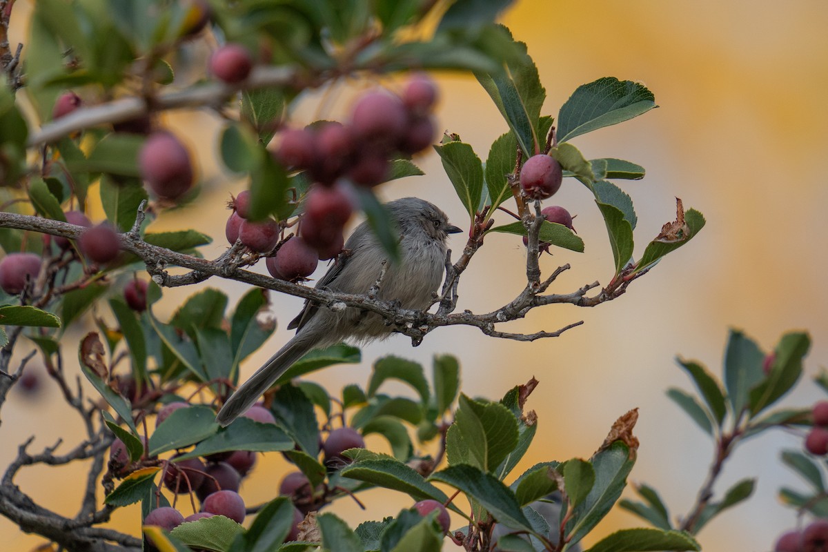 Bushtit - ML625137362