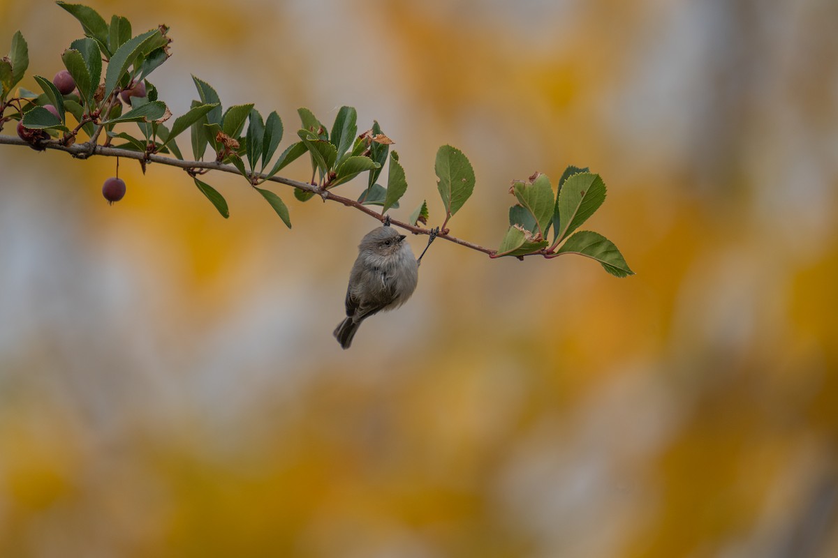 Bushtit - ML625137363