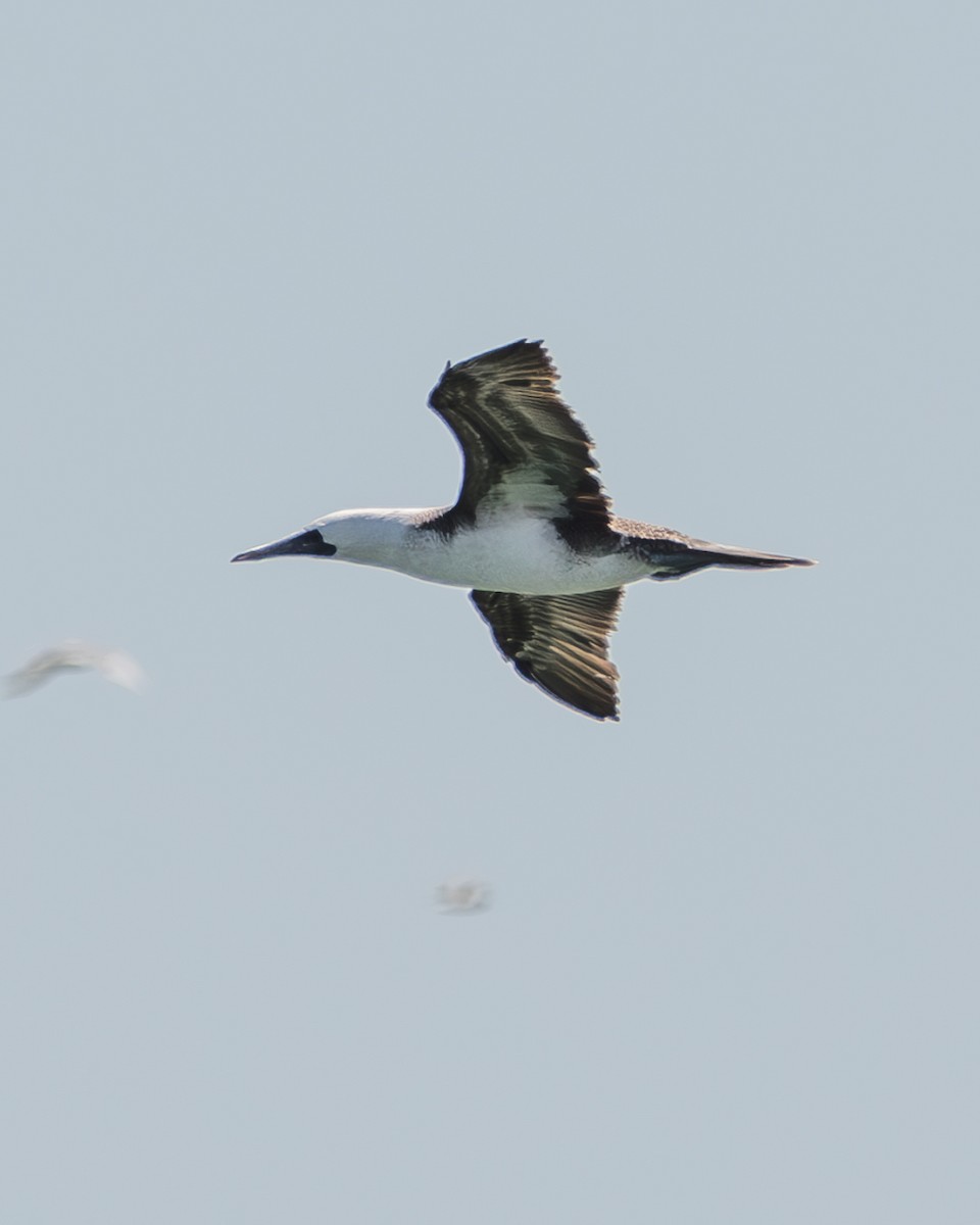 Peruvian Booby - ML625137392