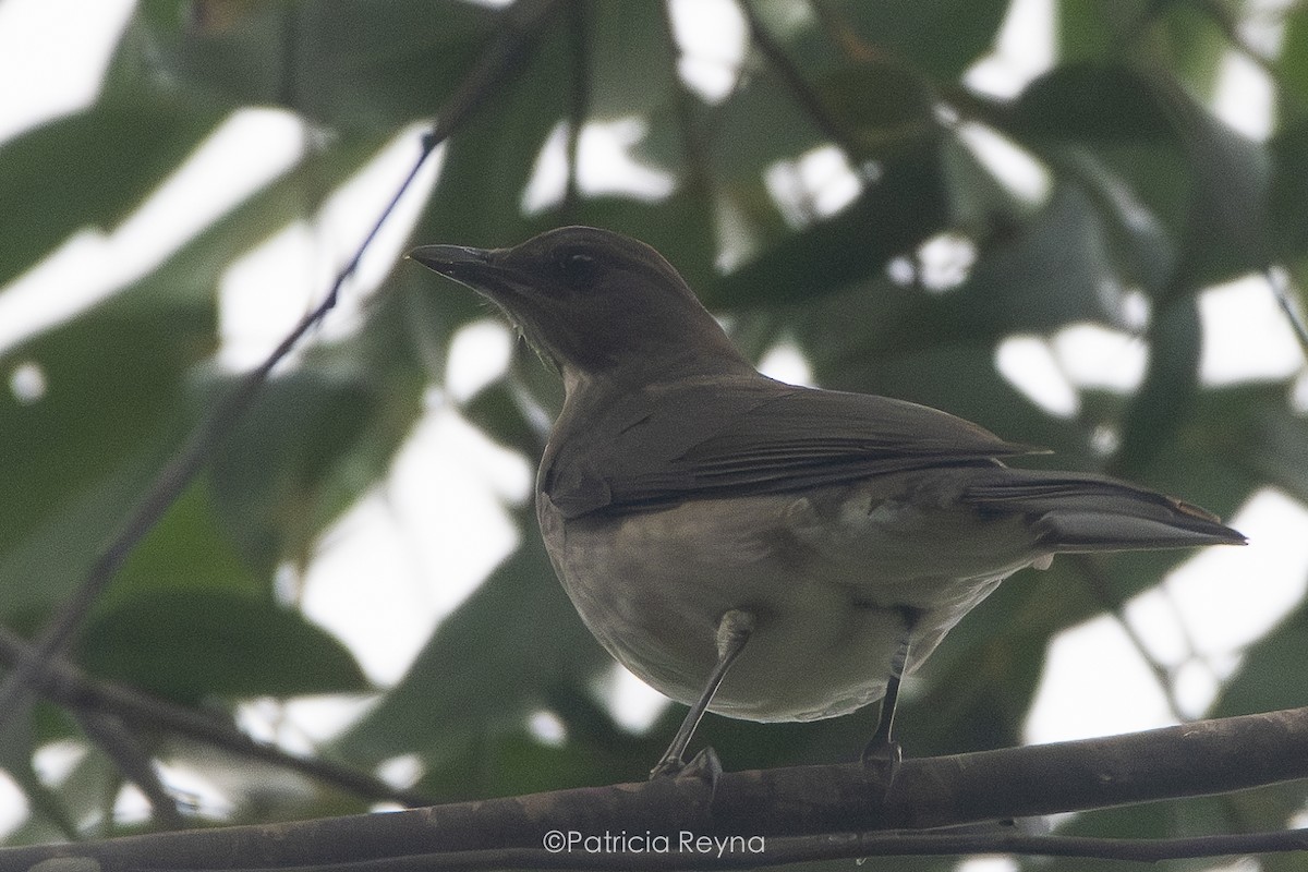 Black-billed Thrush - ML625137394