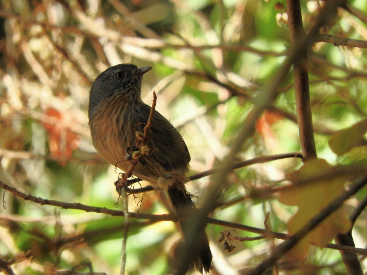Wrentit - ML625137496