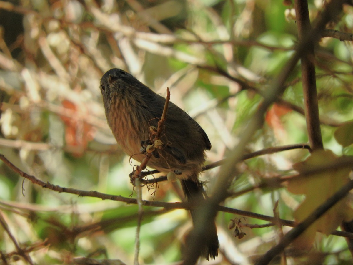 Wrentit - ML625137497