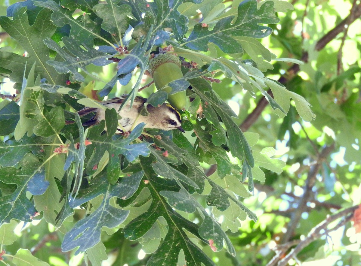 Golden-crowned Kinglet - ML625137509
