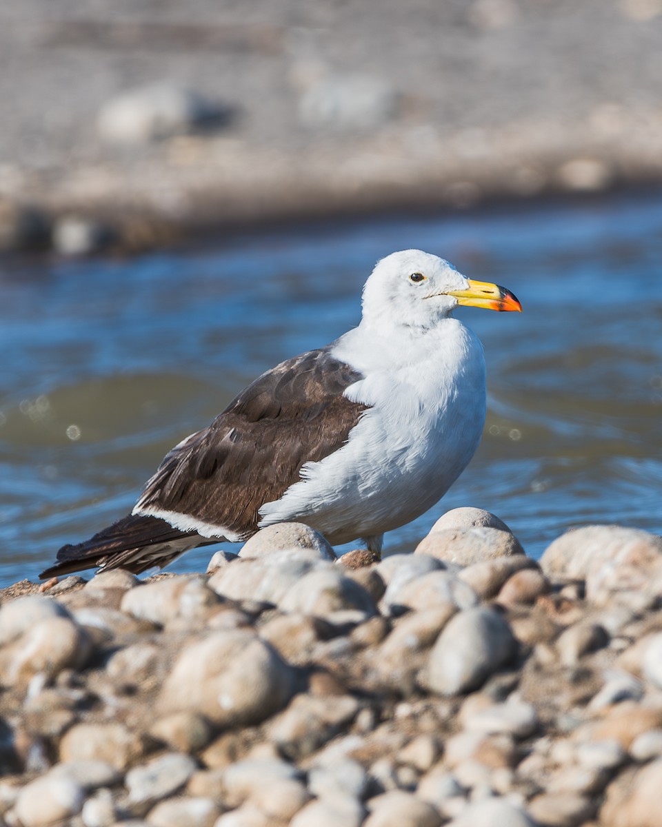 Belcher's Gull - ML625137520