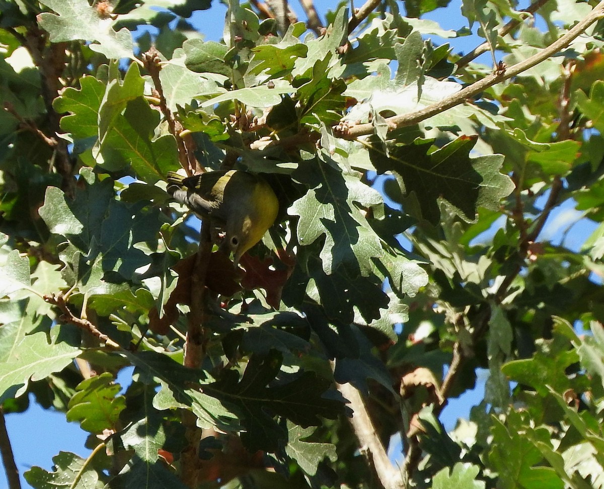 Nashville Warbler - ML625137537