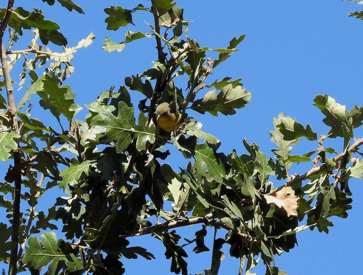 Nashville Warbler - ML625137538