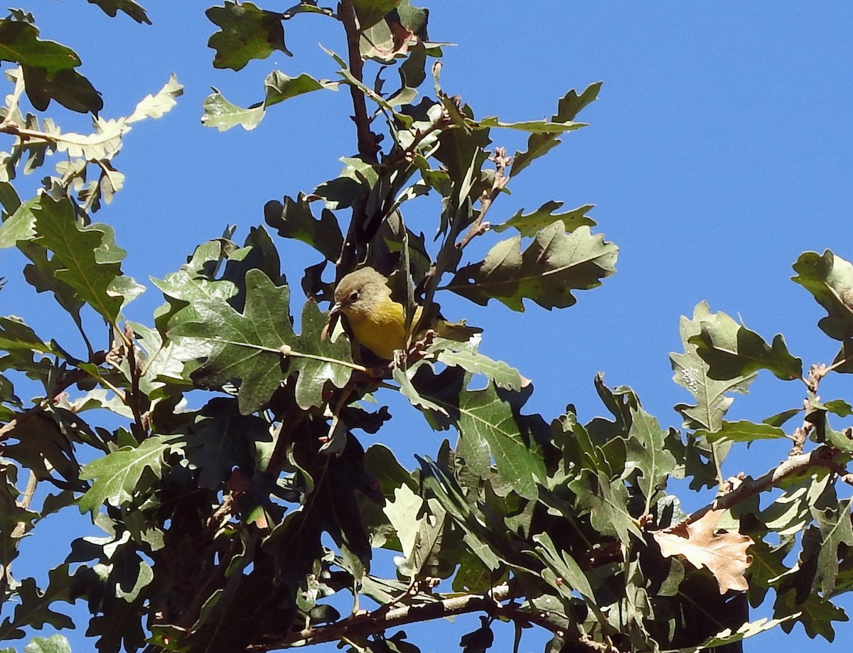 Nashville Warbler - ML625137539