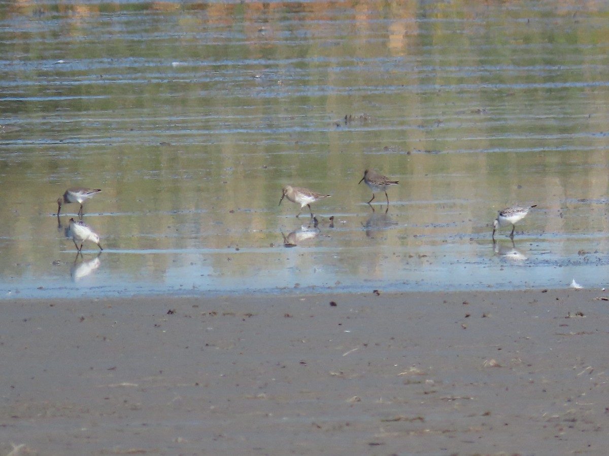 Гурвалж элсэг - ML625137612