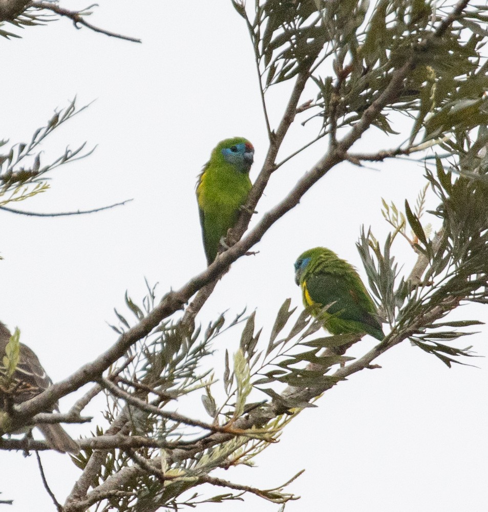 Double-eyed Fig-Parrot - ML625137634