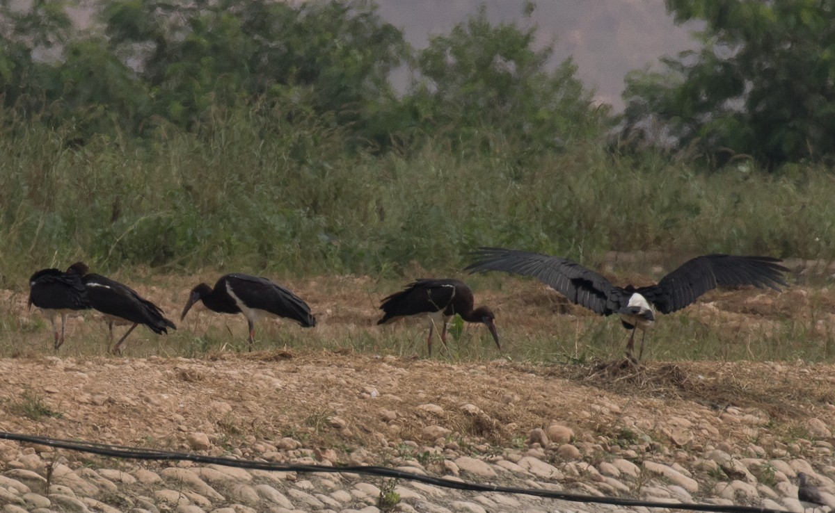 Cigogne d'Abdim - ML625137679