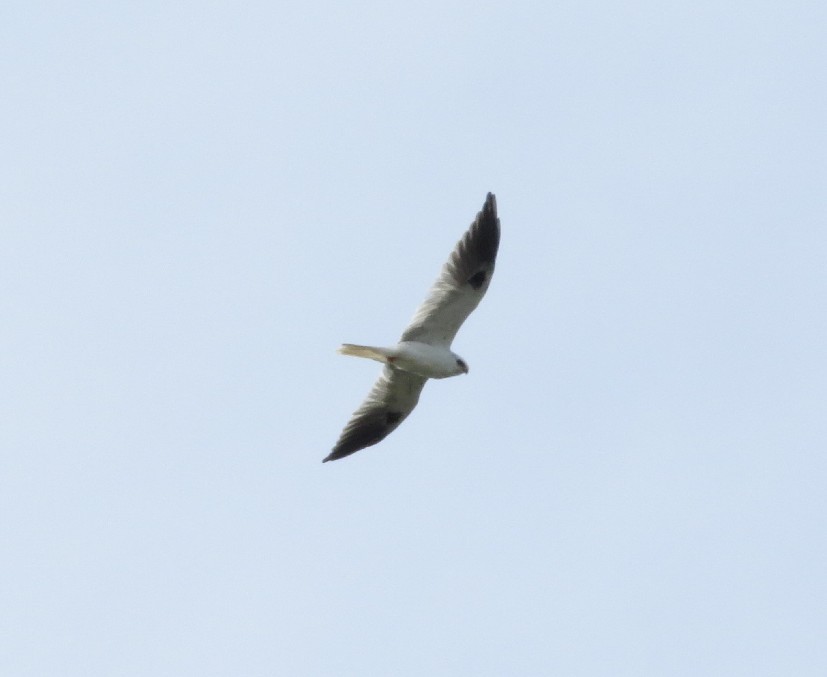 ML625137704 Whitetailed Kite Macaulay Library