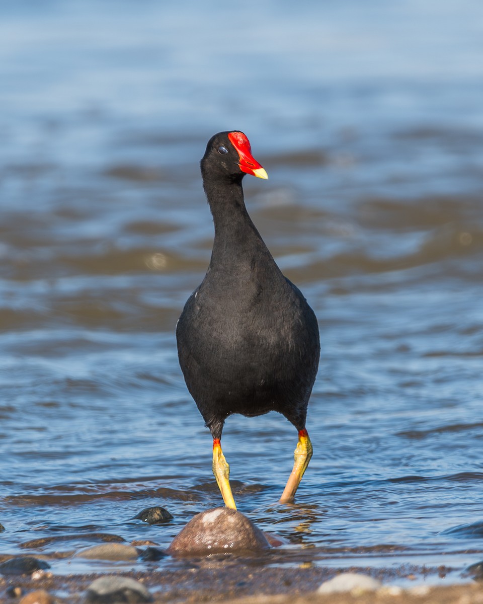 Common Gallinule - ML625137741