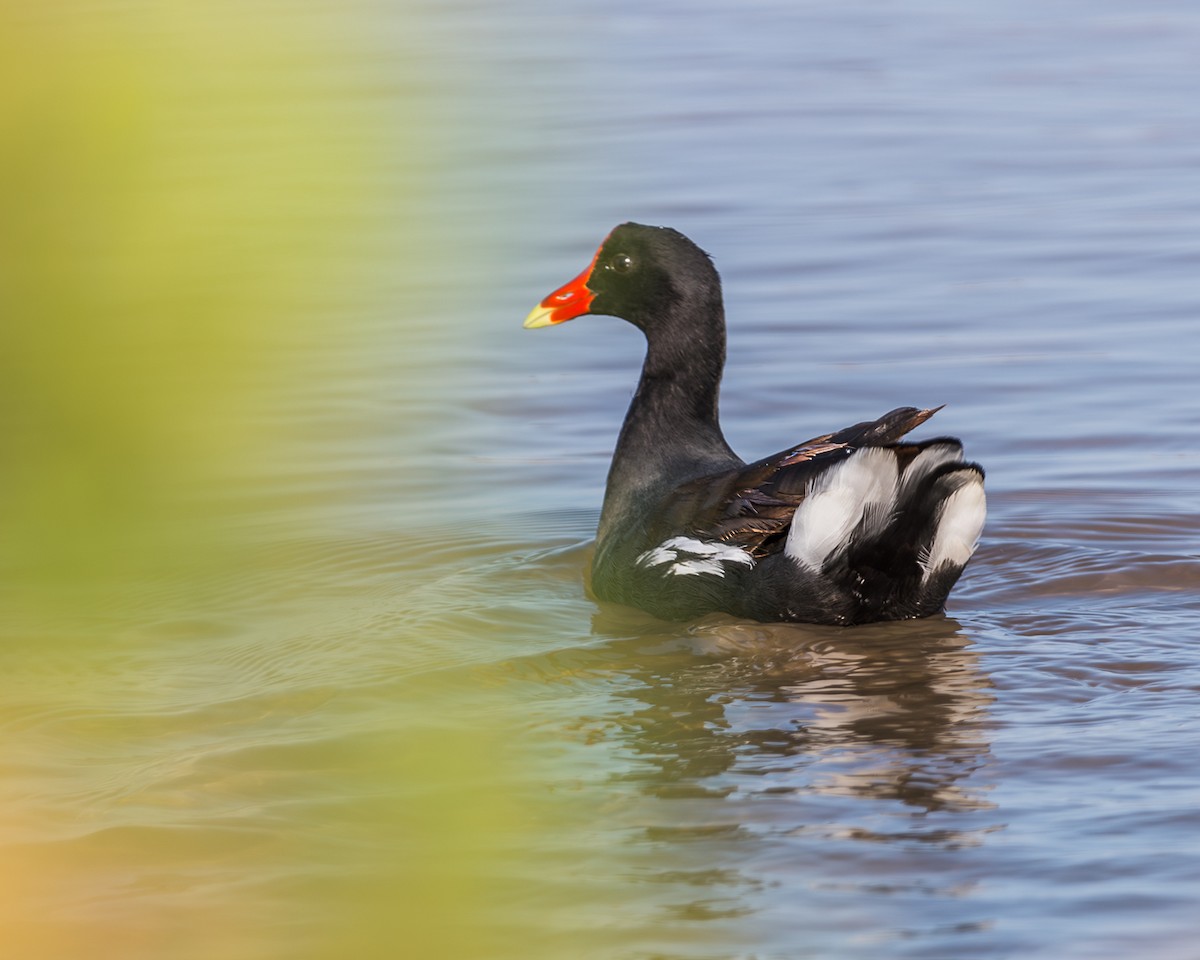 Common Gallinule - ML625137742