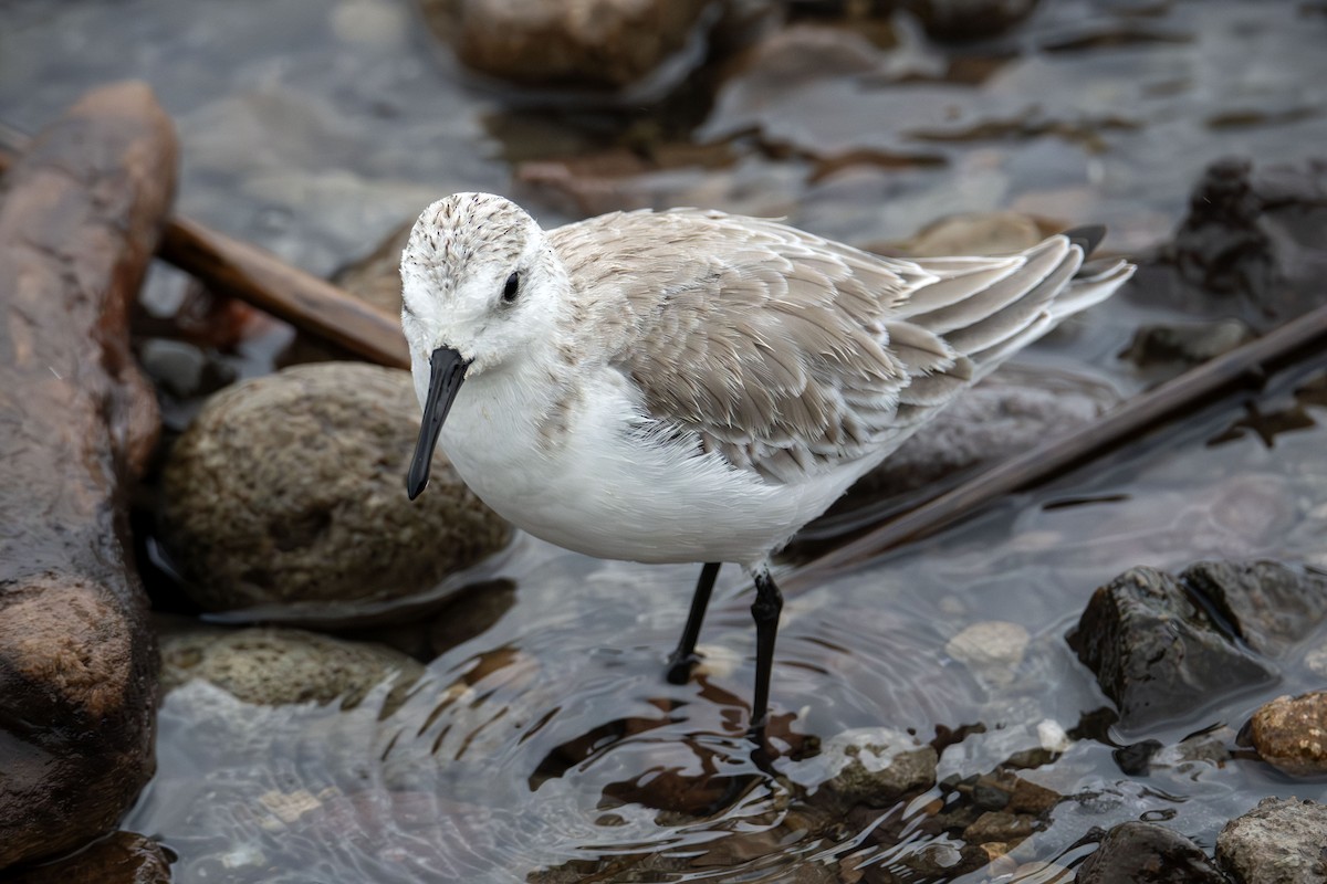 Sanderling - ML625138098