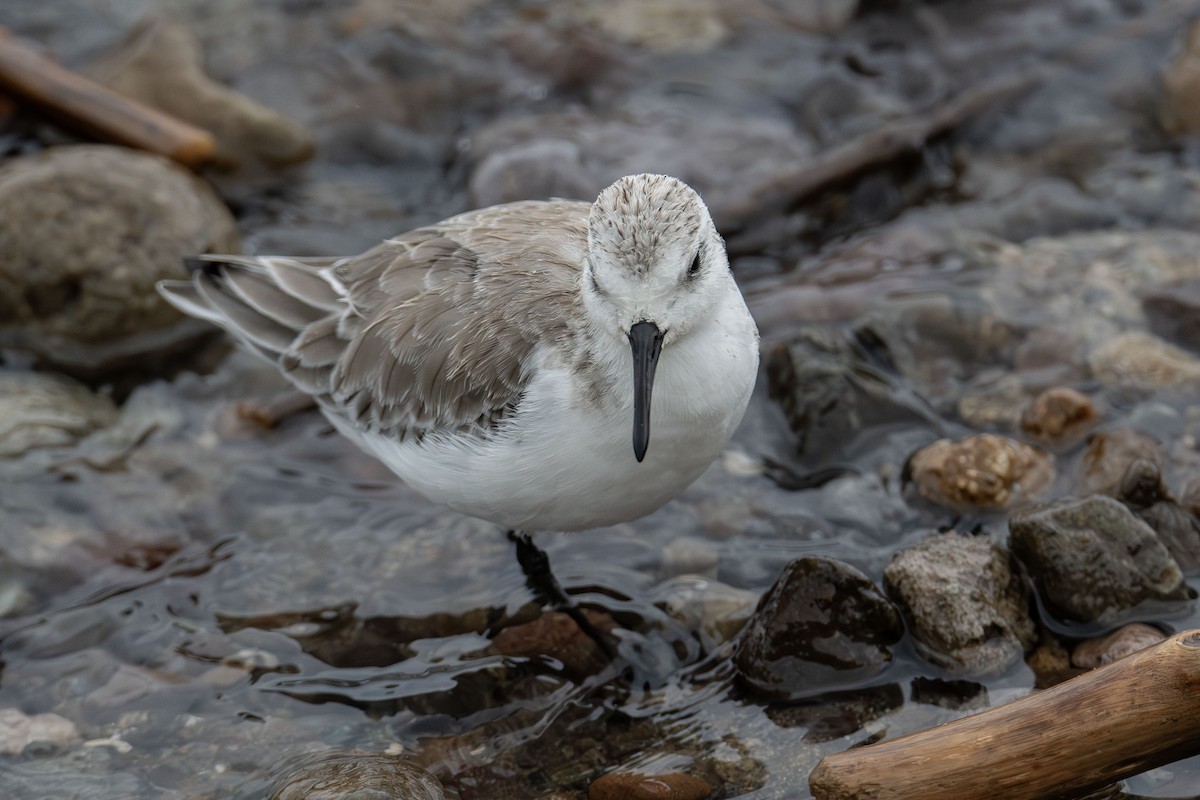Sanderling - ML625138104
